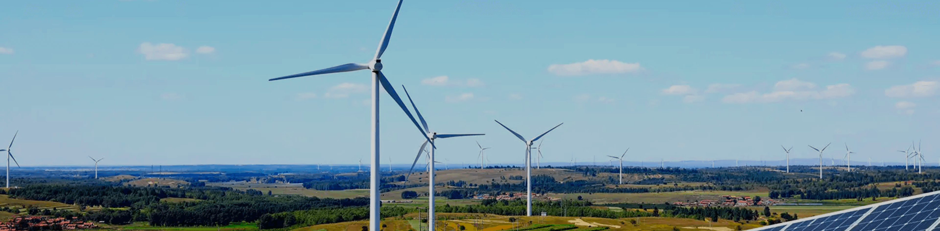 planta en primer plano