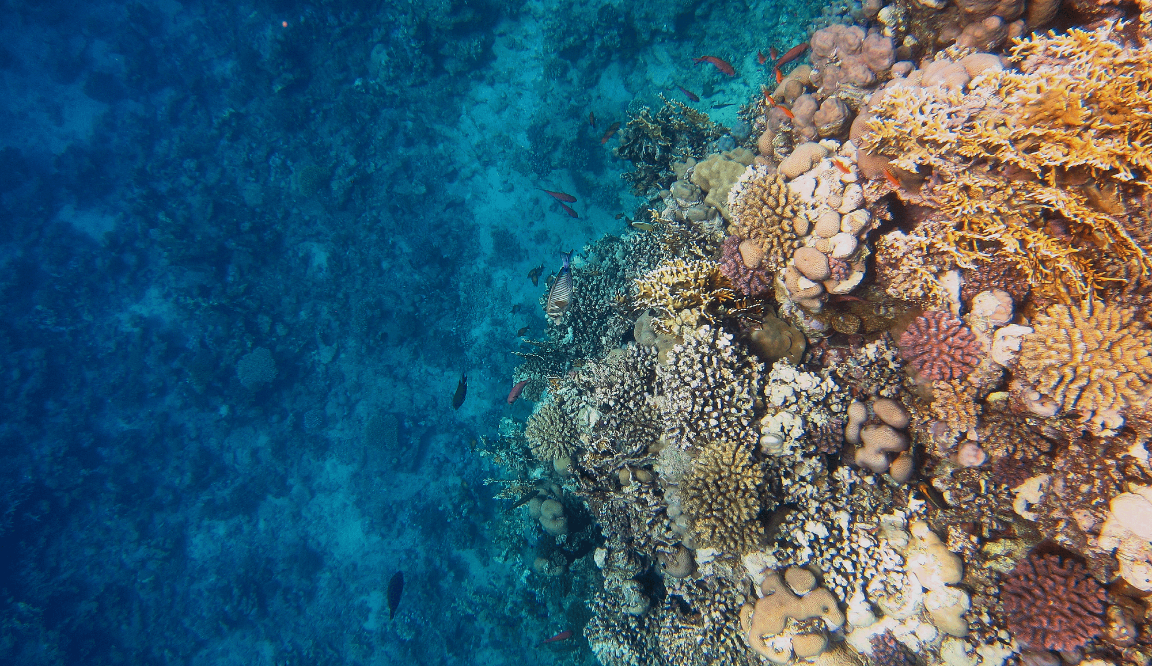portada de chicos montando a caballo en las montaƱas