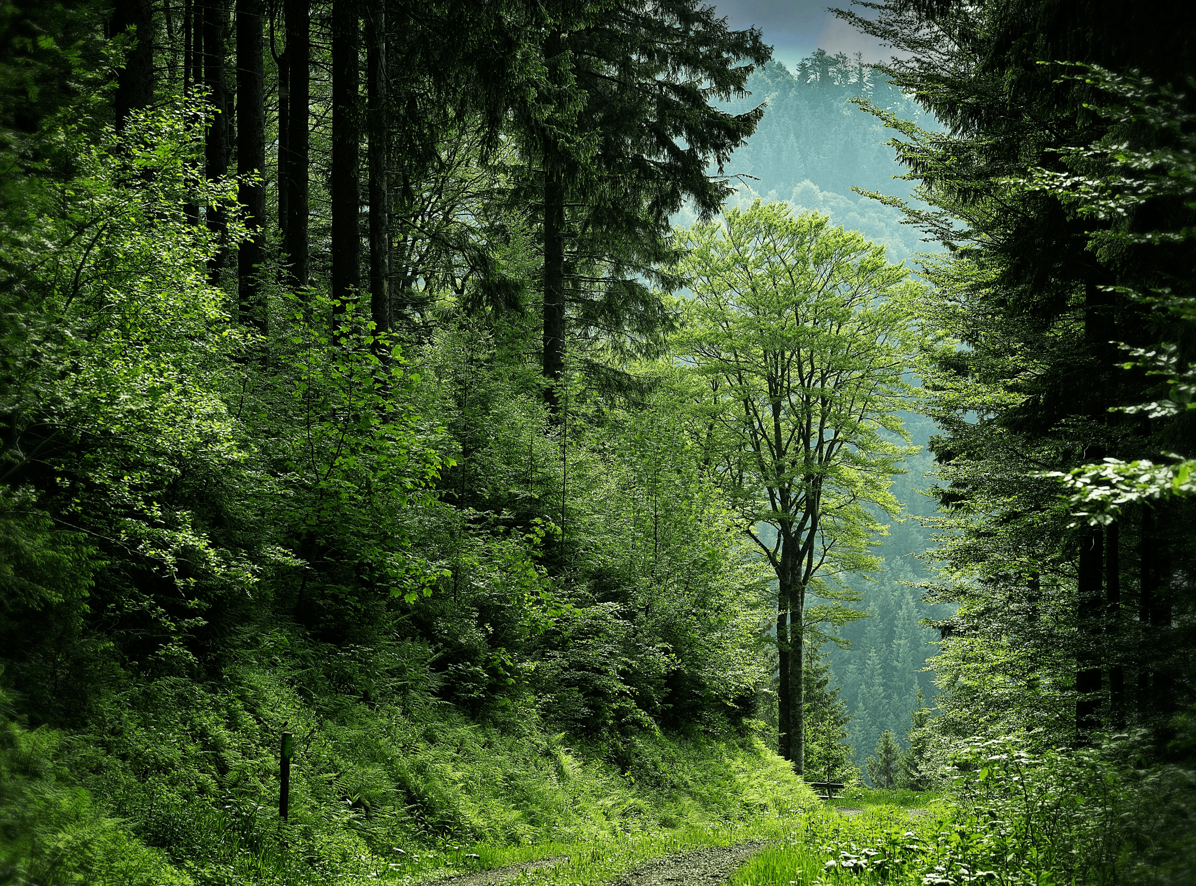 portada de chicos montando a caballo en las montañas